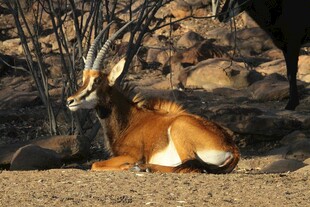 卧地休憩的羚羊