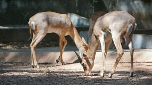 两只小鹿低头亲昵互动