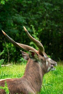 草地上的长角羚羊