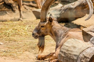 卧地长角山羊特写