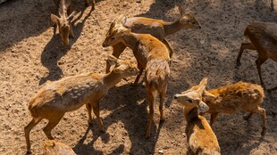 一群羚羊在地面聚集