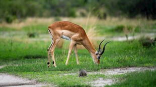 羚羊于草地低头觅食