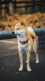 站立的可爱柴犬