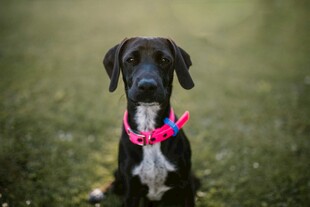 戴彩巾的可爱黑犬