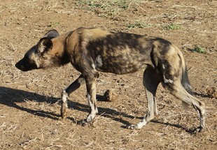 野外行走的斑纹野狗