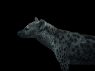 斑点鬣狗侧影