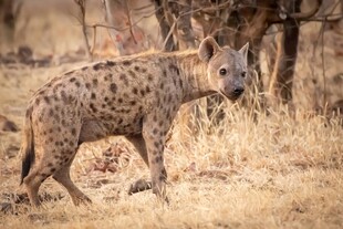 草原上行走的斑点鬣狗