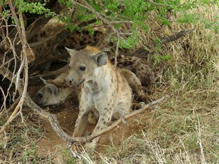 洞穴中的鬣狗幼崽