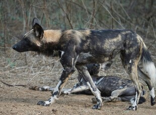 非洲野犬站立与趴卧姿态