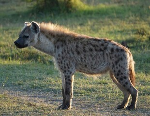 草原上的斑点鬣狗