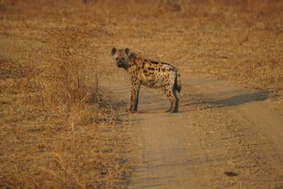 荒野中站立的鬣狗