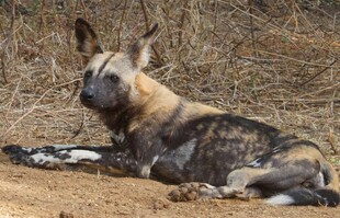 非洲野犬休憩于荒野