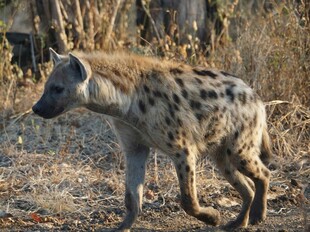 野外行走的斑点鬣狗
