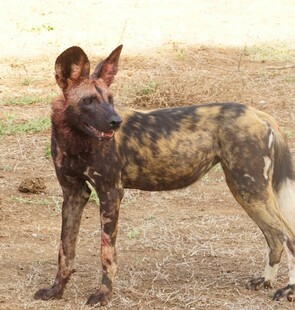 非洲野犬站立姿态特写
