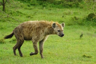 草原上行走的鬣狗