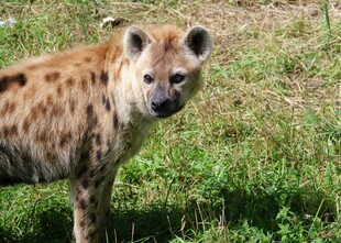 草原上的斑点鬣狗