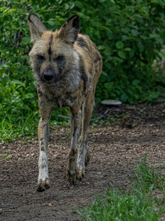 行走的野生鬣狗