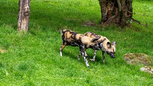 迷彩装饰狗漫步绿草地