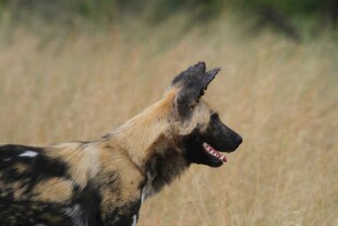 非洲野犬于草原上张望