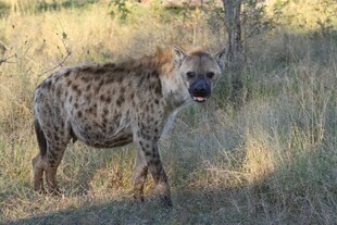 草原上的斑点鬣狗