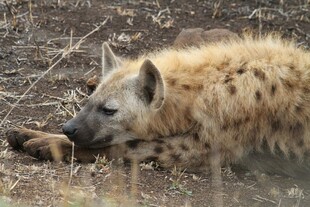 卧于荒野的鬣狗