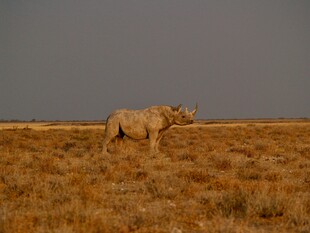 草原上独行的犀牛