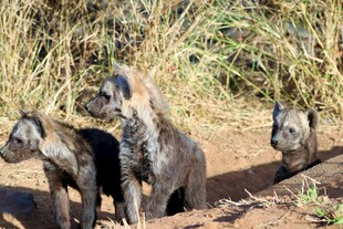 三只鬣狗幼崽在野外