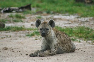 草原上休憩的鬣狗