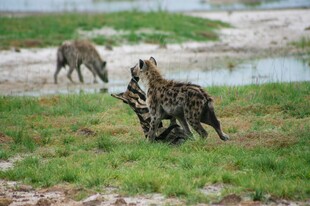 野地中嬉戏的几只鬣狗