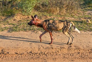 野外行走的非洲野犬