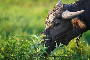 水牛于绿草地中进食