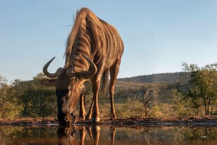 长颈鹿于水边低头饮水