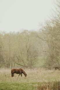 草原上独自吃草的骏马