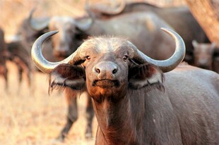 草原上的长角水牛