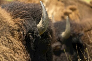 草原上的双角野牛