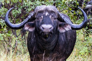 草原上的长角水牛