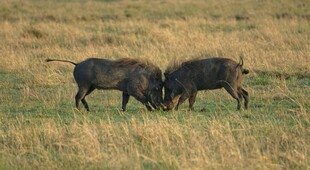 草原上两野猪激烈相斗