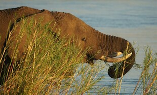 羚羊低头饮水于草丛间