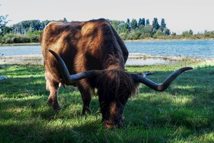 草原上的长角牛