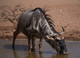 角马于水边低头饮水
