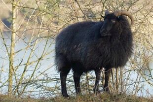 黑绵羊立于草木间