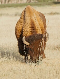 草原上低头吃草的野牛
