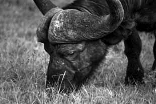 低头吃草的非洲水牛