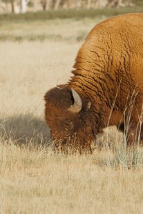 草原上低头吃草的野牛