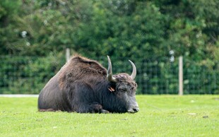 草地上休憩的大型驼鹿