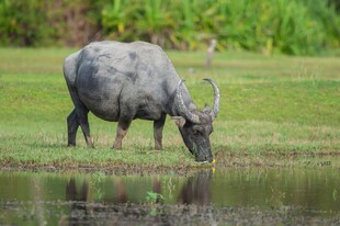 水牛于水边低头饮水