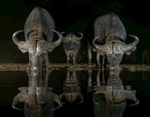 水边大象群的美丽倒影