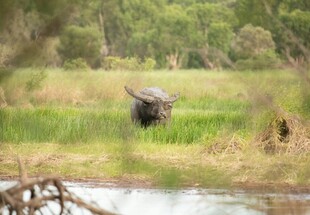水边草地上的野牛