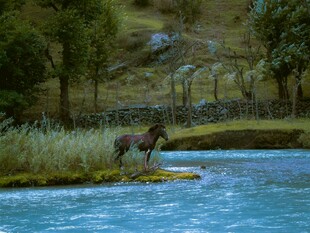 河畔骏马 自然美景