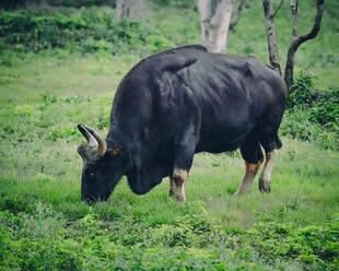 草原上的黑色野牛